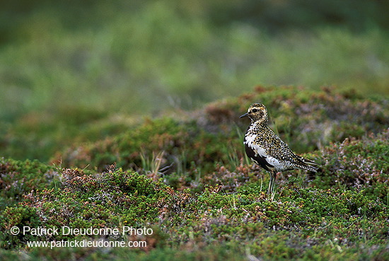 Golden Plover (Pluvialis apricaria) - Pluvier doré - 17665