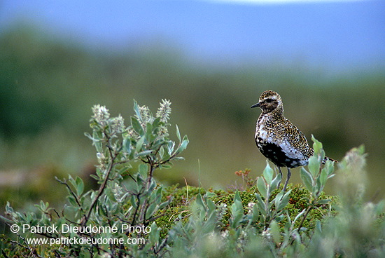 Golden Plover (Pluvialis apricaria) - Pluvier doré - 17666