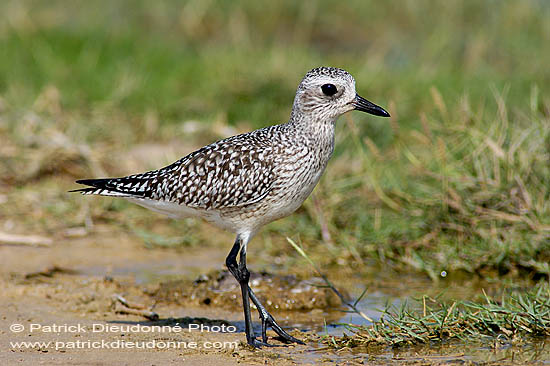 Grey Plover (Pluvialis squatarola) - Pluvier argenté 10767