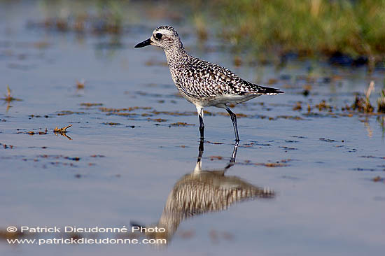 Grey Plover (Pluvialis squatarola) - Pluvier argenté 10769