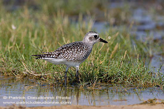 Grey Plover (Pluvialis squatarola) - Pluvier argenté 10770