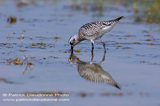 Grey Plover (Pluvialis squatarola) - Pluvier argenté 10771