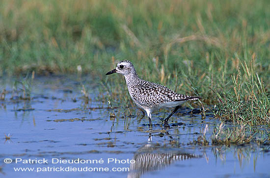 Grey Plover (Pluvialis squatarola) - Pluvier argenté 11106