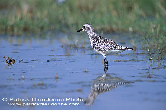 Grey Plover (Pluvialis squatarola) - Pluvier argenté 11107