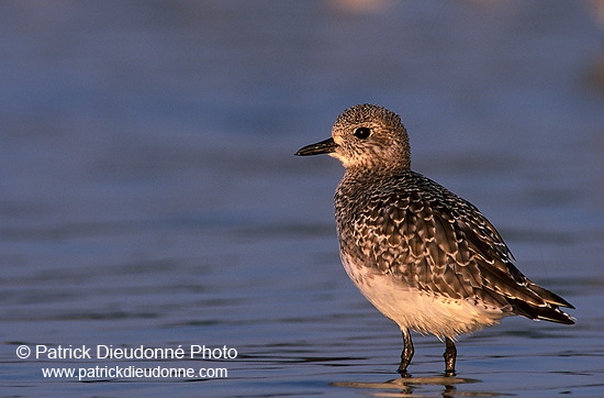 Grey Plover (Pluvialis squatarola) - Pluvier argenté - 17668