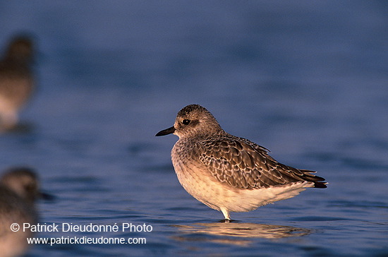 Grey Plover (Pluvialis squatarola) - Pluvier argenté - 17669