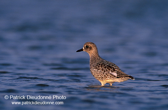 Grey Plover (Pluvialis squatarola) - Pluvier argenté - 17670