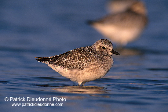 Grey Plover (Pluvialis squatarola) - Pluvier argenté - 17671