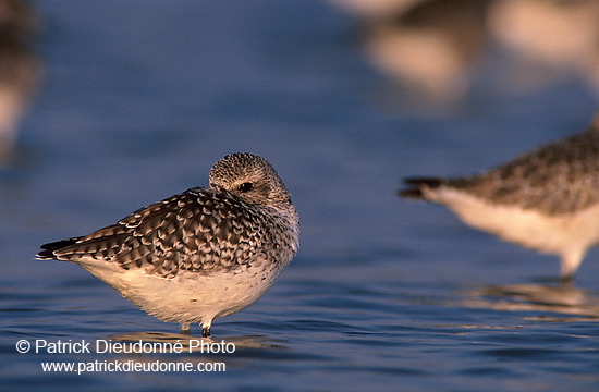 Grey Plover (Pluvialis squatarola) - Pluvier argenté - 17672