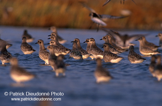 Grey Plover (Pluvialis squatarola) - Pluvier argenté - 17673