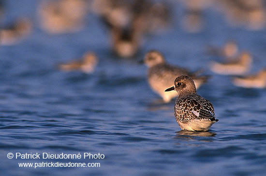 Grey Plover (Pluvialis squatarola) - Pluvier argenté - 17674