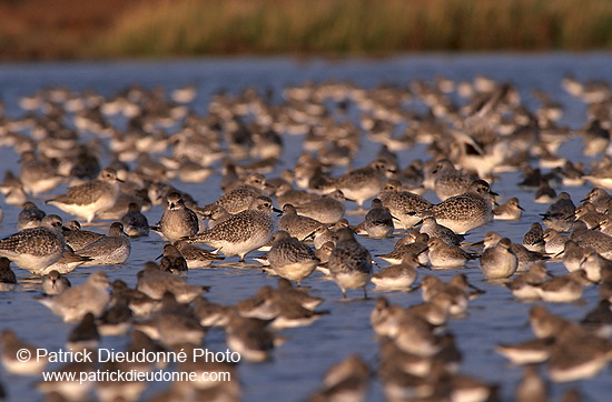 Grey Plover (Pluvialis squatarola) - Pluvier argenté - 17676