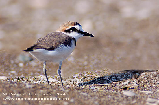 Kentish Plover (Charadrius alexandrinus) Gravelot à collier interrompu 10773