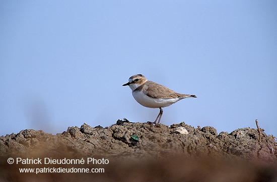 Kentish Plover (Charadrius alexandrinus) - Gravelot à collier interrompu - 17678