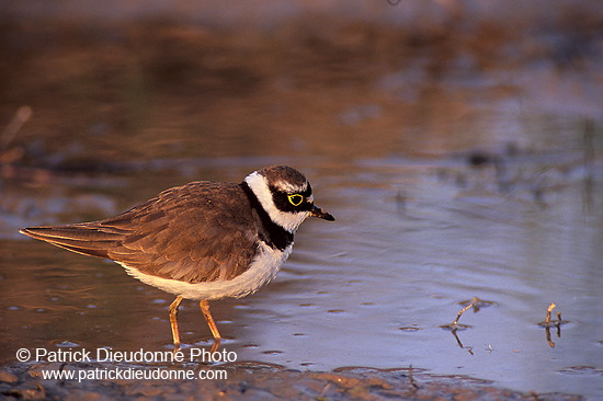 Little Ringed Plover (Charadrius dubius) - Petit gravelot - 17681