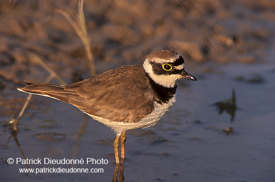 Little Ringed Plover (Charadrius dubius) - Petit gravelot - 17682