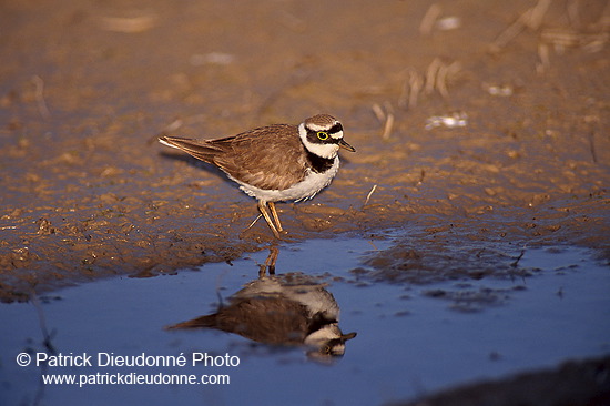 Little Ringed Plover (Charadrius dubius) - Petit gravelot - 17684