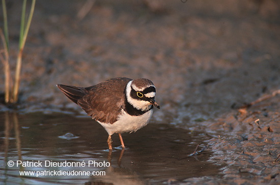 Little Ringed Plover (Charadrius dubius) - Petit gravelot - 17686