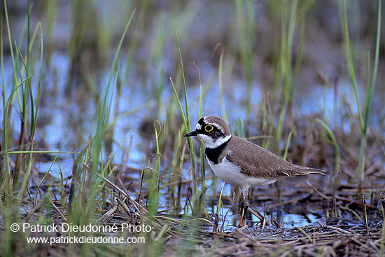 Little Ringed Plover (Charadrius dubius) - Petit gravelot - 17687