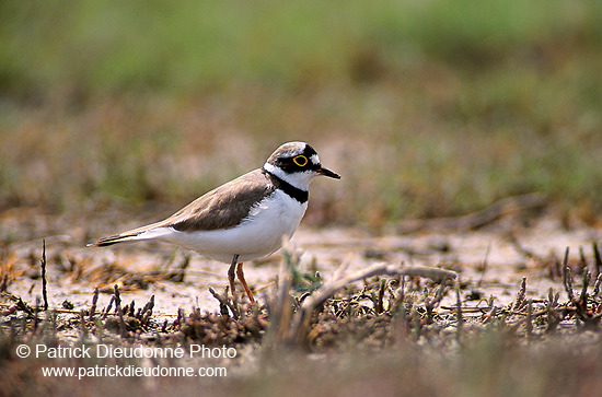 Little Ringed Plover (Charadrius dubius) - Petit gravelot - 17688