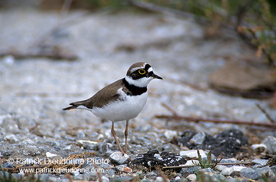 Little Ringed Plover (Charadrius dubius) - Petit gravelot - 17689