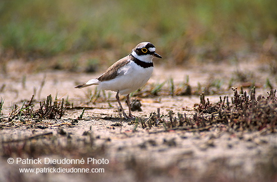 Little Ringed Plover (Charadrius dubius) - Petit gravelot - 17690