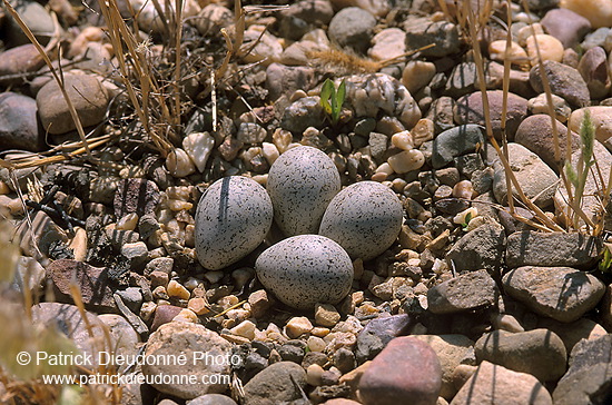 Little Ringed Plover (Charadrius dubius) - Petit gravelot - 17691