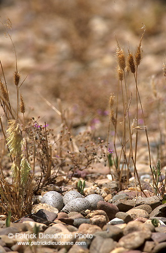 Little Ringed Plover (Charadrius dubius) - Petit gravelot - 17692