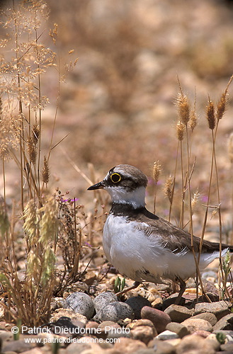 Little Ringed Plover (Charadrius dubius) - Petit gravelot - 17693