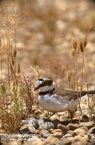 Little Ringed Plover (Charadrius dubius) - Petit gravelot - 17694