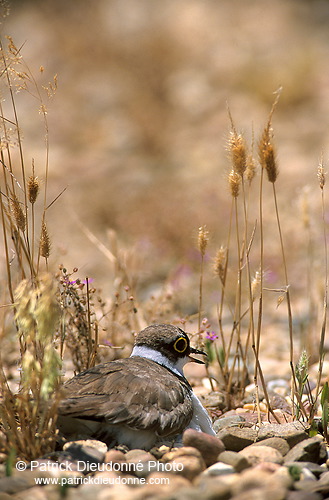 Little Ringed Plover (Charadrius dubius) - Petit gravelot - 17696