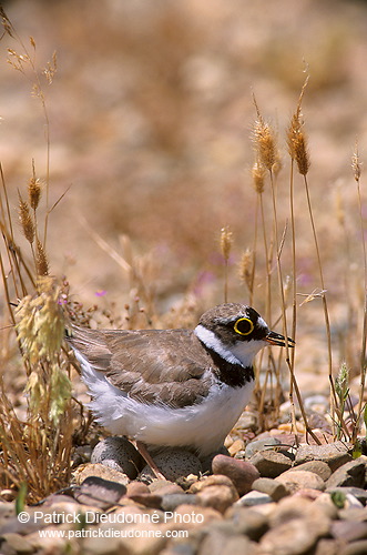 Little Ringed Plover (Charadrius dubius) - Petit gravelot - 17697