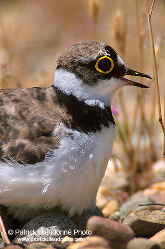 Little Ringed Plover (Charadrius dubius) - Petit gravelot - 17698