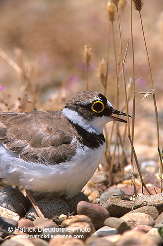 Little Ringed Plover (Charadrius dubius) - Petit gravelot - 17699