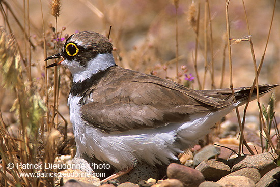 Little Ringed Plover (Charadrius dubius) - Petit gravelot - 17700