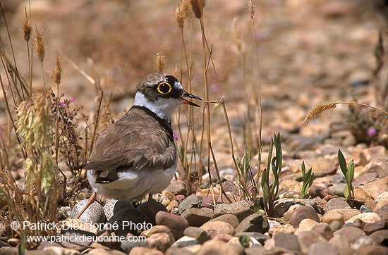 Little Ringed Plover (Charadrius dubius) - Petit gravelot - 17701