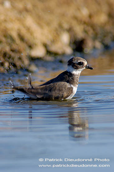 Ringed Plover (Charadrius hiaticula) - Grand gravelot 10775