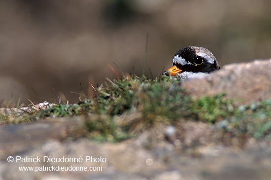 Ringed Plover (Charadrius hiaticula) - Grand gravelot - 17705