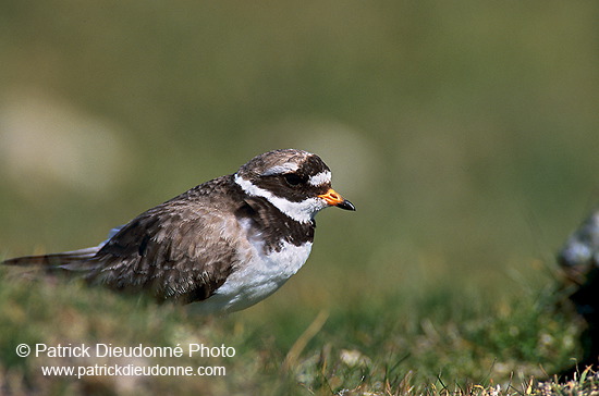 Ringed Plover (Charadrius hiaticula) - Grand gravelot - 17707