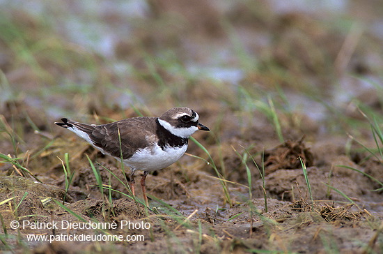 Ringed Plover (Charadrius hiaticula) - Grand gravelot - 17708