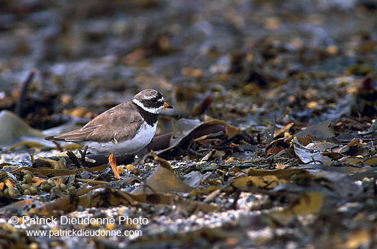 Ringed Plover (Charadrius hiaticula) - Grand gravelot - 17710