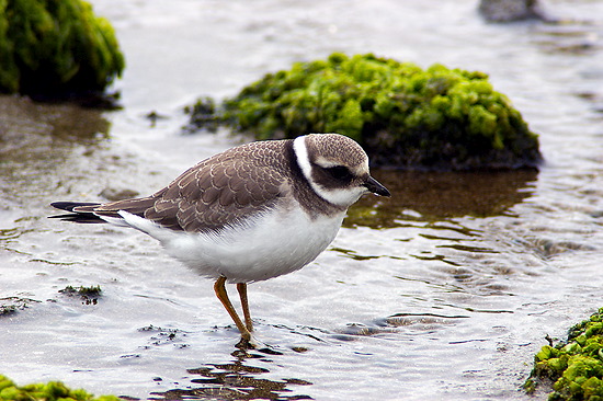 Ringed Plover (Charadrius hiaticula) - Grand gravelot - 17926