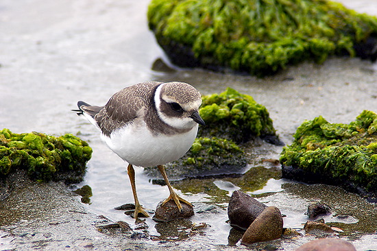 Ringed Plover (Charadrius hiaticula) - Grand gravelot - 17927