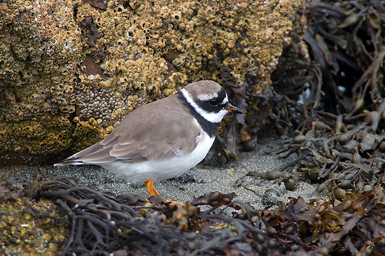 Ringed Plover (Charadrius hiaticula) - Grand gravelot - 17928