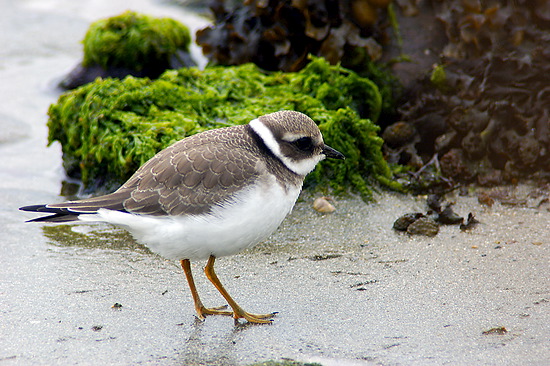 Ringed Plover (Charadrius hiaticula) - Grand gravelot - 17929