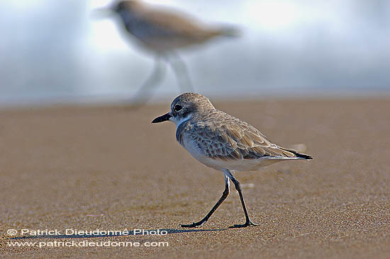 Greater Sand Plover (Charadrius leschenaultii) Gravelot de Leschenault 10776