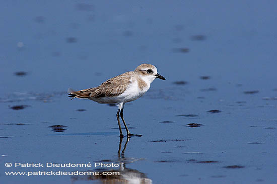 Lesser Sand Plover (Charadrius mongolus) - Gravelot mongol 10778