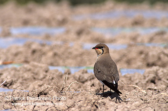 Pratincole (Glareola pratincola) - Glaréole - 17712