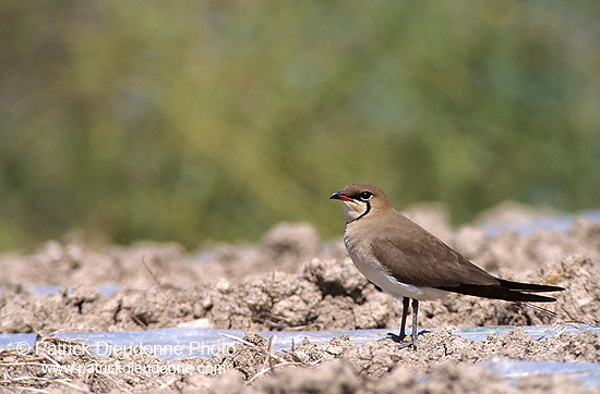 Pratincole (Glareola pratincola) - Glaréole - 17713