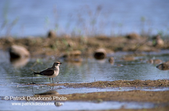 Pratincole (Glareola pratincola) - Glaréole - 17715